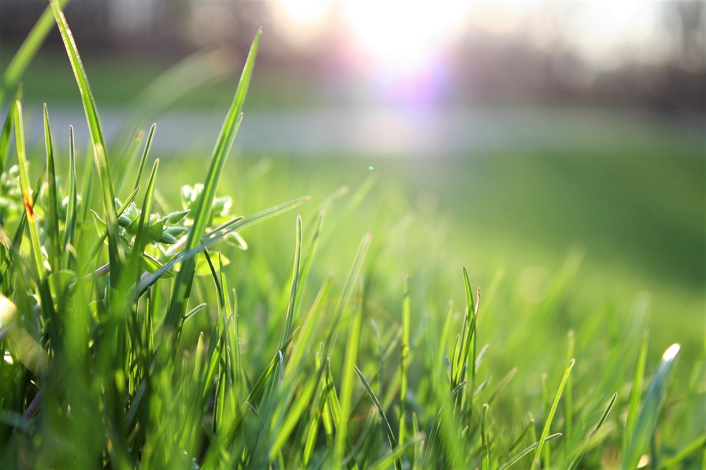 Grass on a sunny day
